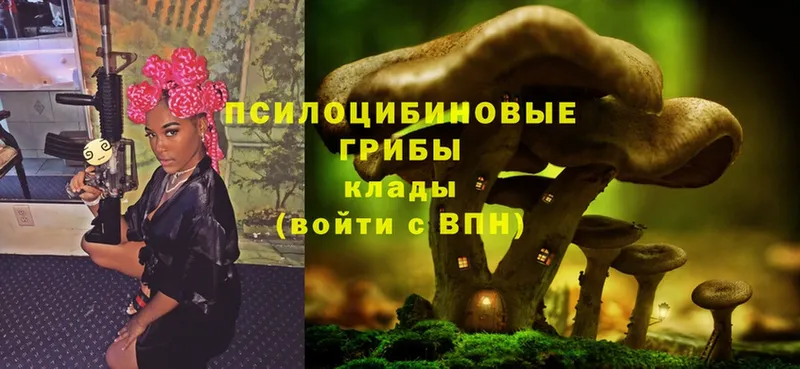 Псилоцибиновые грибы Psilocybe  купить  цена  Алейск 